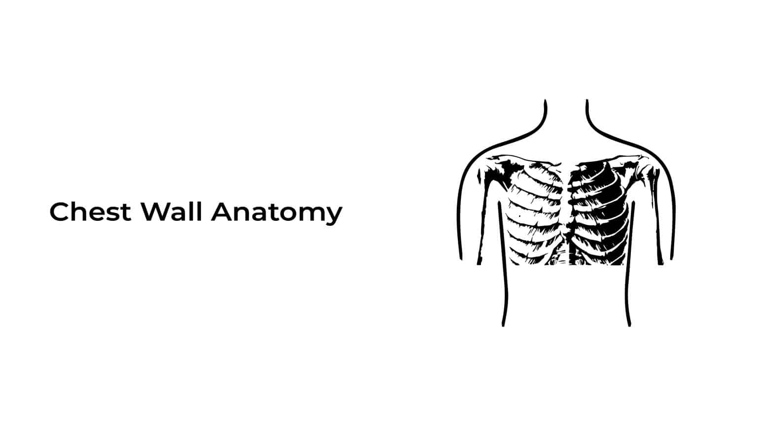 Chest Wall Anatomy Statcardiologist