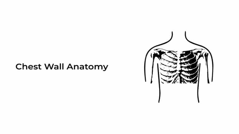 Chest Wall Anatomy ~ Statcardiologist