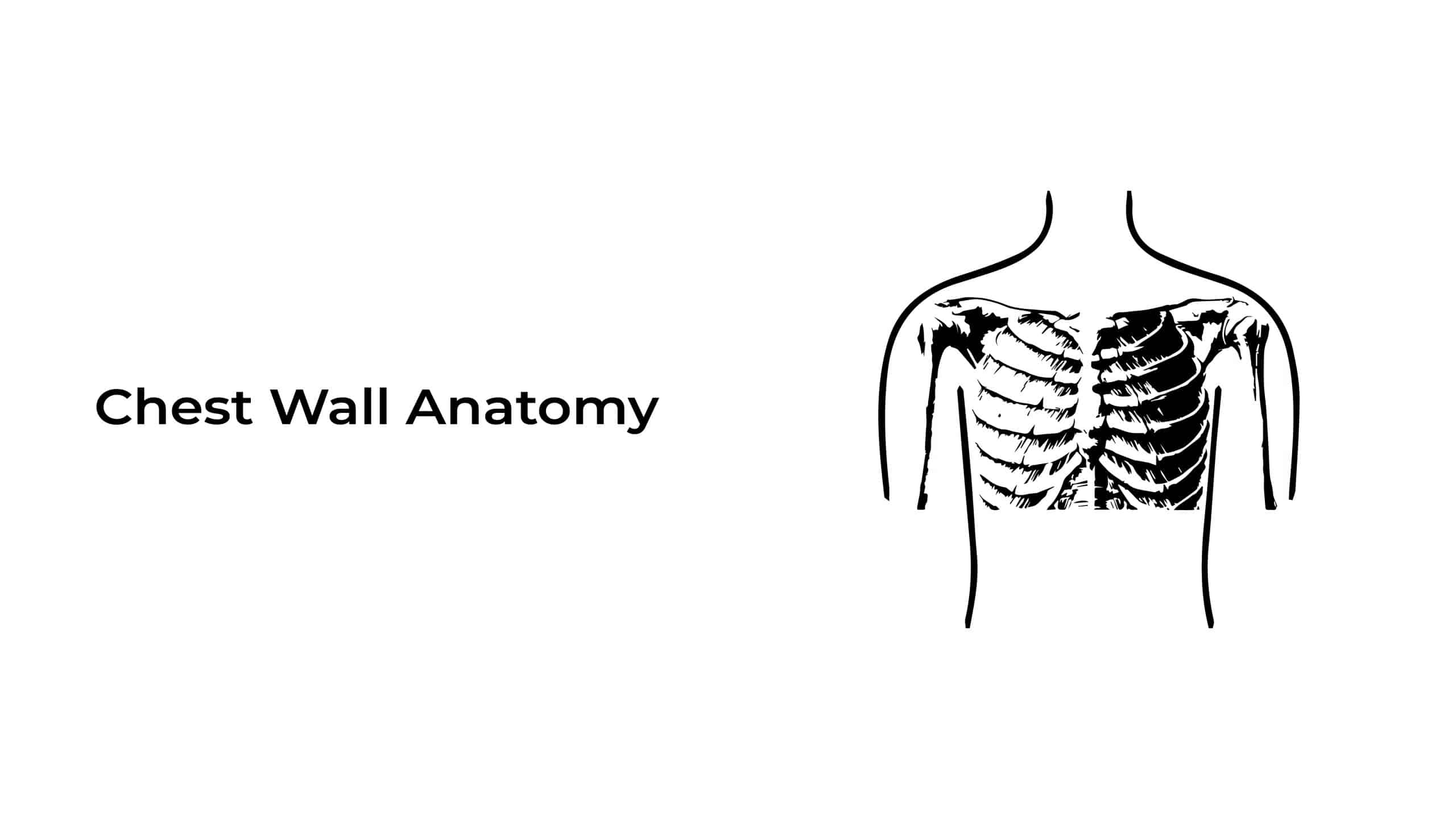 Chest Wall Anatomy